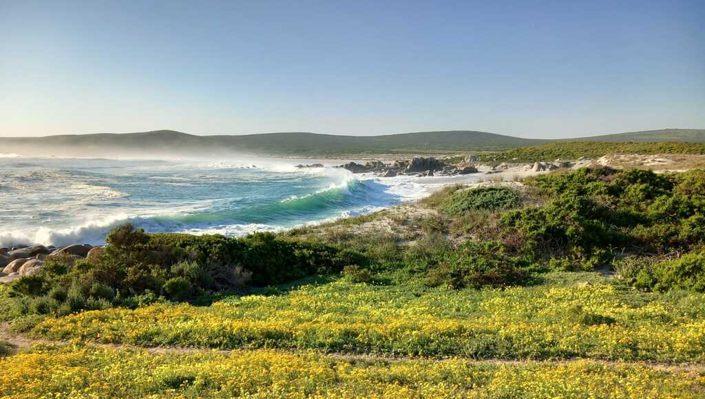 A field of spring fynbos with the ocean in the background in the West Coast National Park.