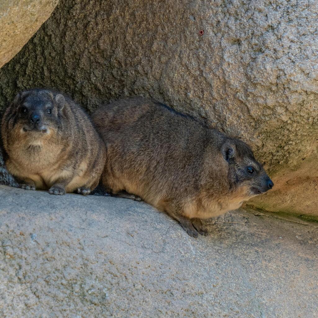 Two rock hyraxes relaxing in their natural habitat.