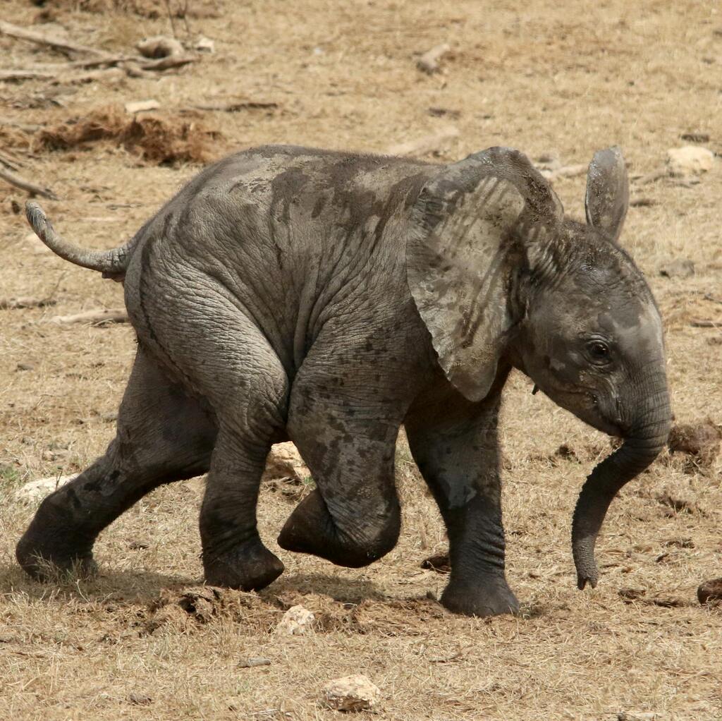 Ababy african elephant playing in the Addo in South Africa.