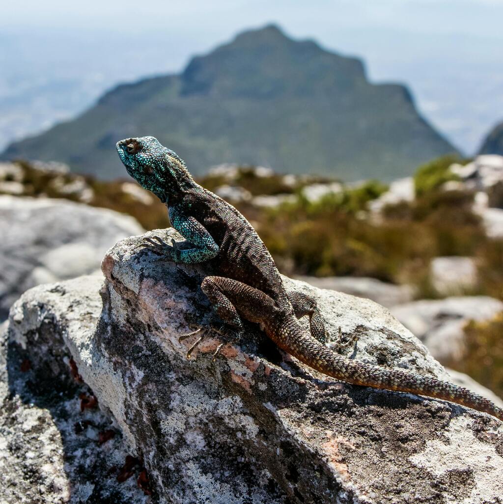 A wild lizard basking on a rock in Cape Town.