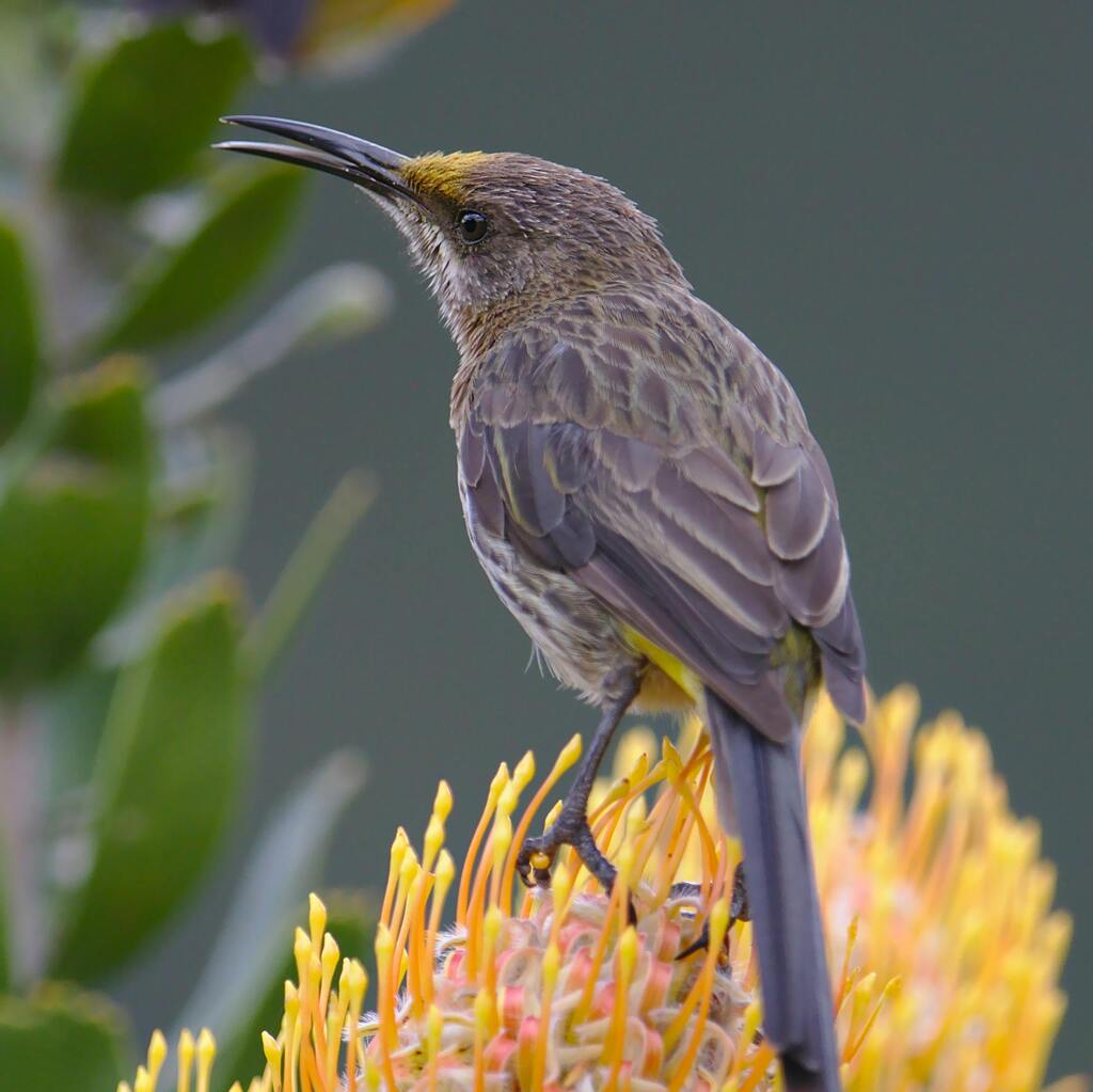 A Cape Sugarbird perched on a protea in Kirstenbosch Botanical Garden in South Africa.
