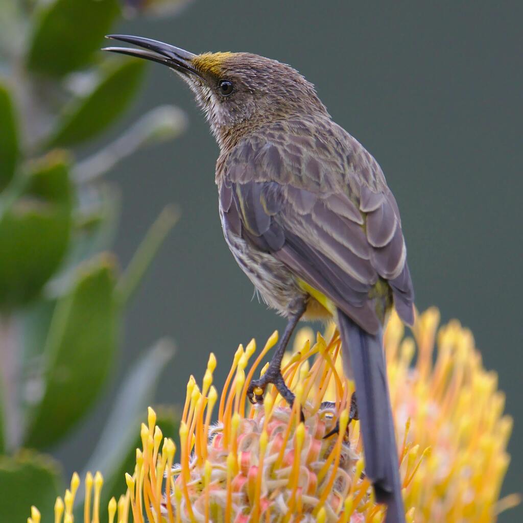 A Cape Sugarbird perched on a protea in Kirstenbosch Botanical Garden in South Africa.