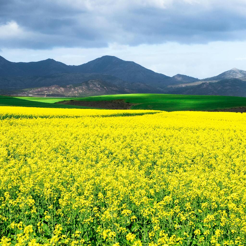 Canola fields in bloom in South Africa.