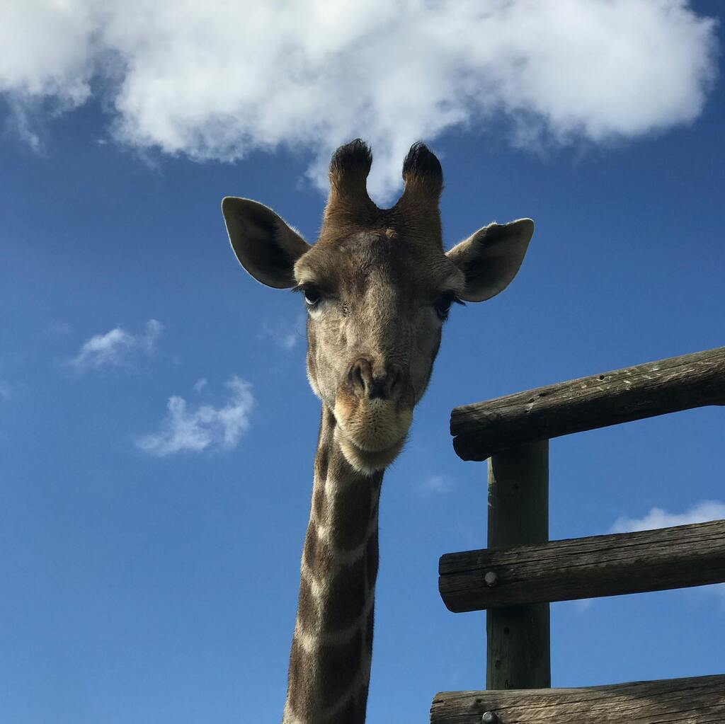 A giraffe in the Cape Winelands in South Africa.