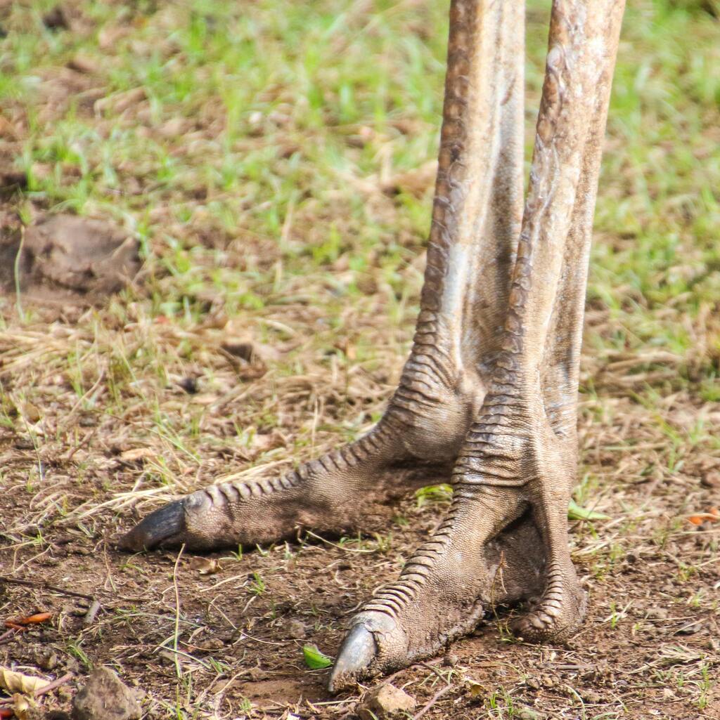 Detailed close up shot of ostrich feet standing on grass and dirt.