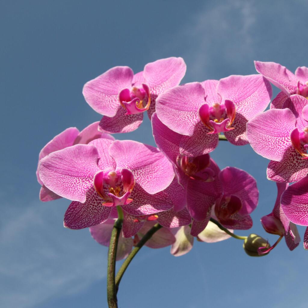 Pink orchids in full bloom.