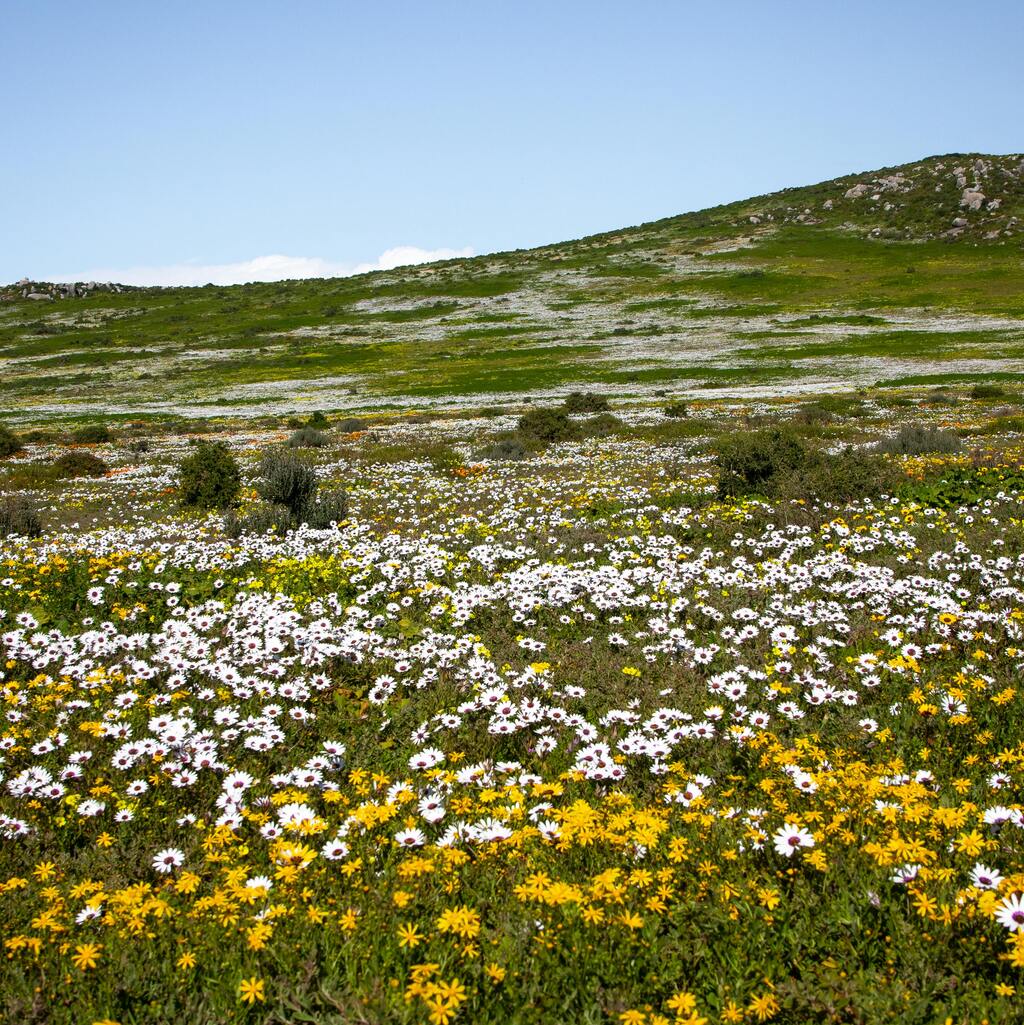 Wildflower meadow in the West Coast National Park in South Africa.