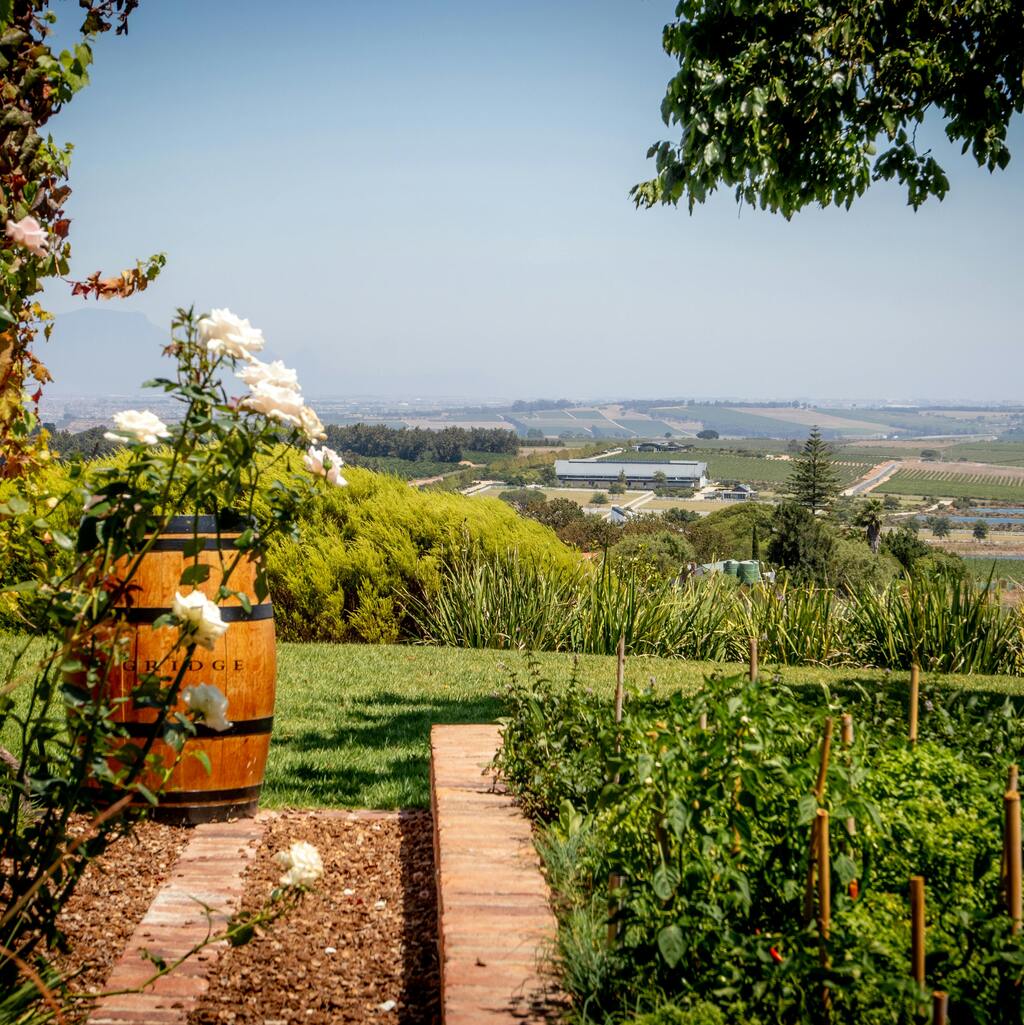 Lush vineyard in Cape Town. 