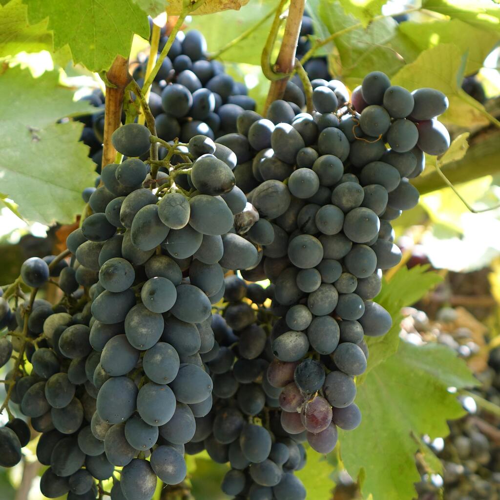 Bunches of grapes with green foliage.