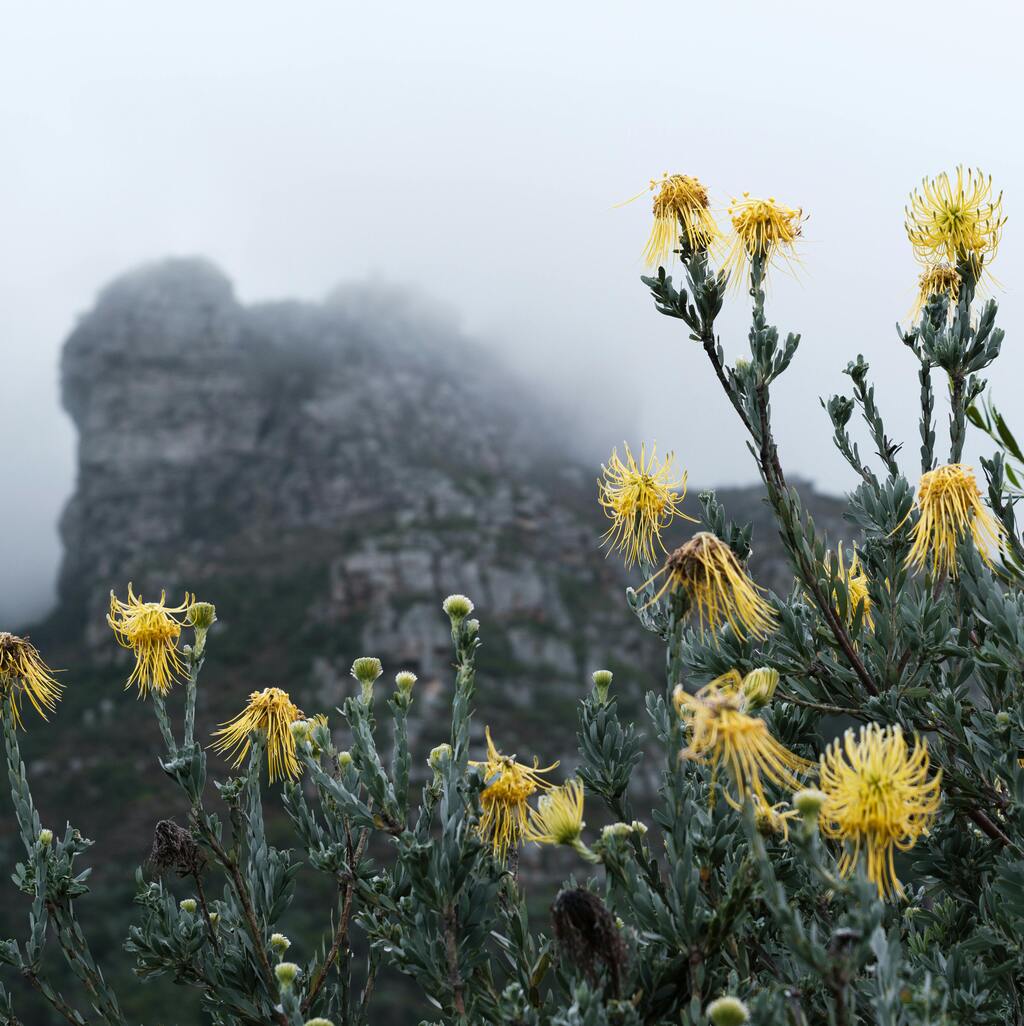 A view if the mountain from Kirstenbosch Botanical Garden in Cape Town.