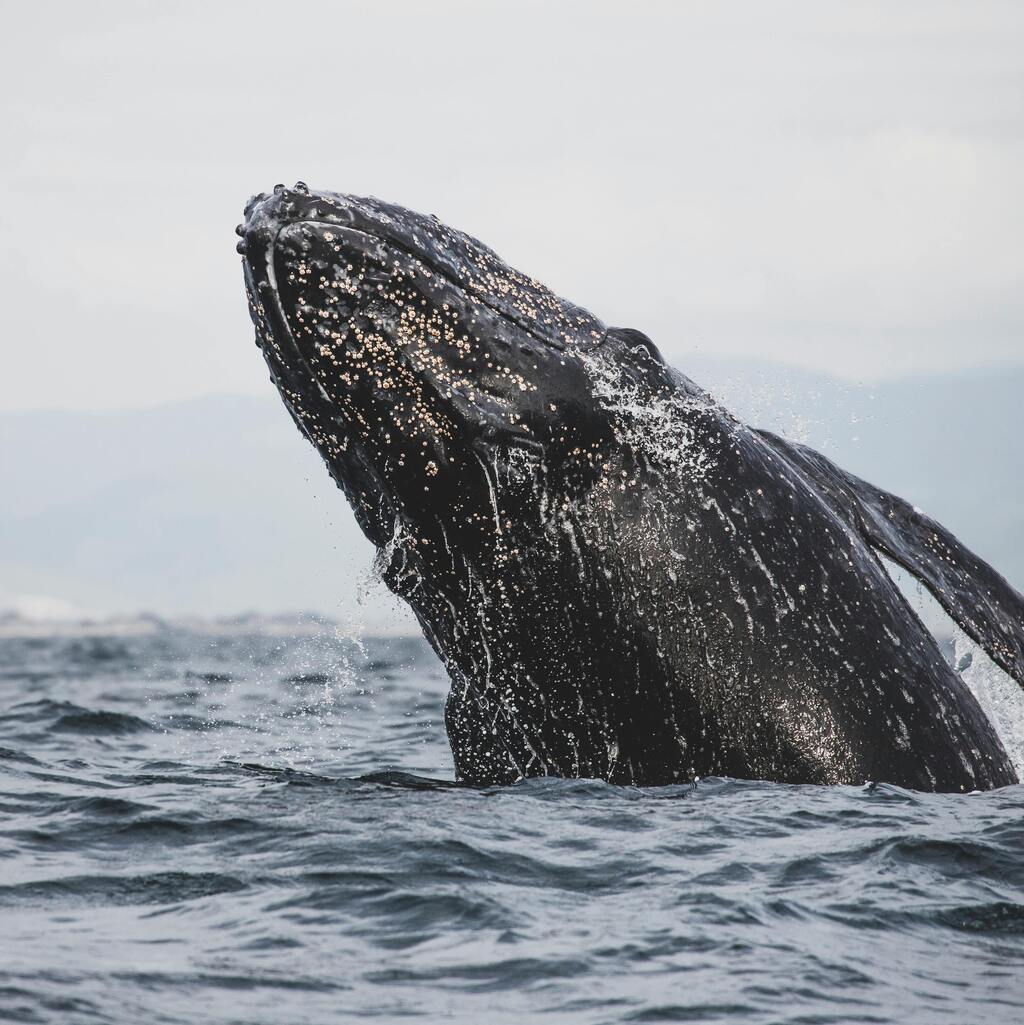 A humpback whale breaching.