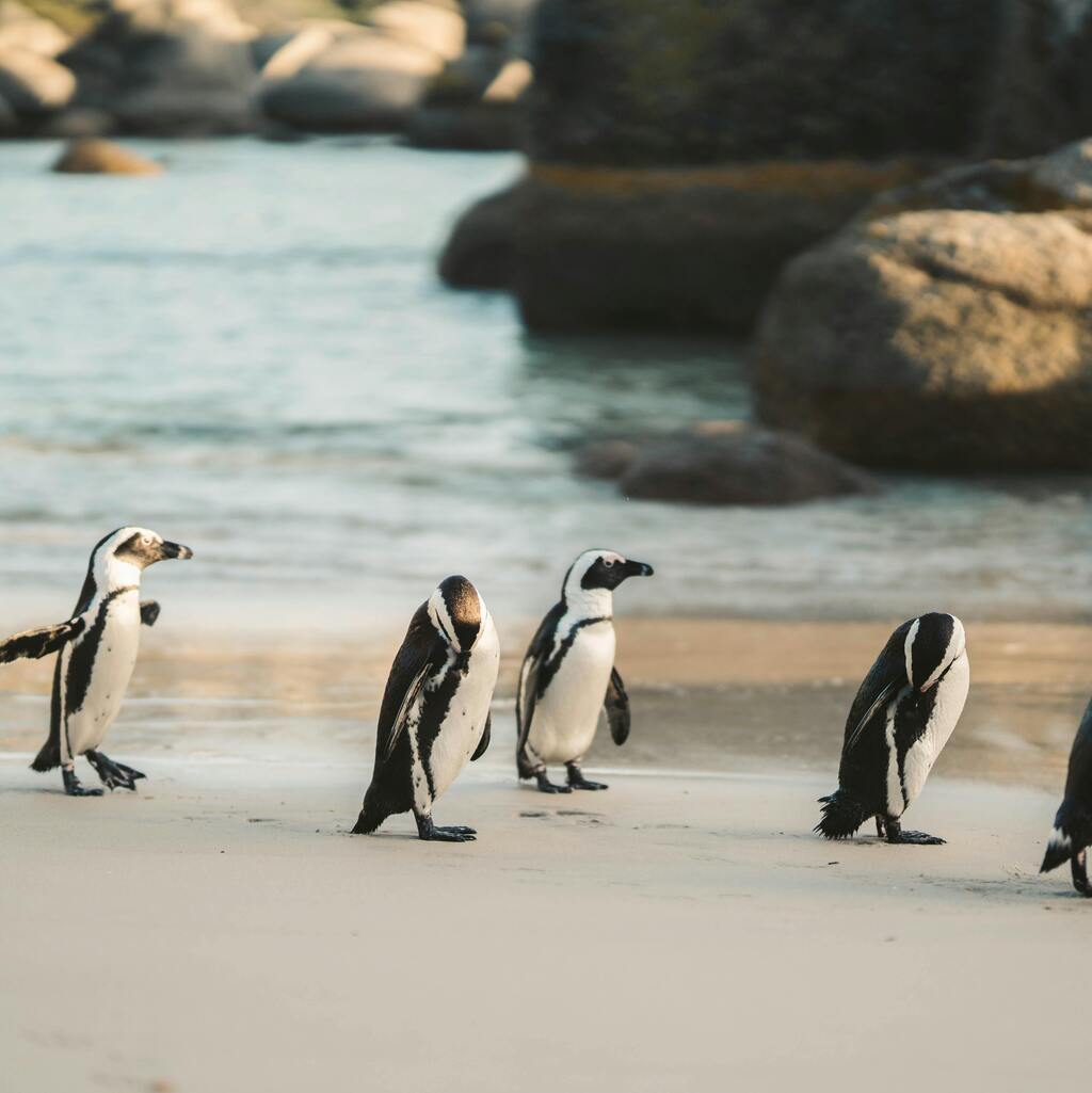 A group of penguins on Boulders Beach in Cape Town.