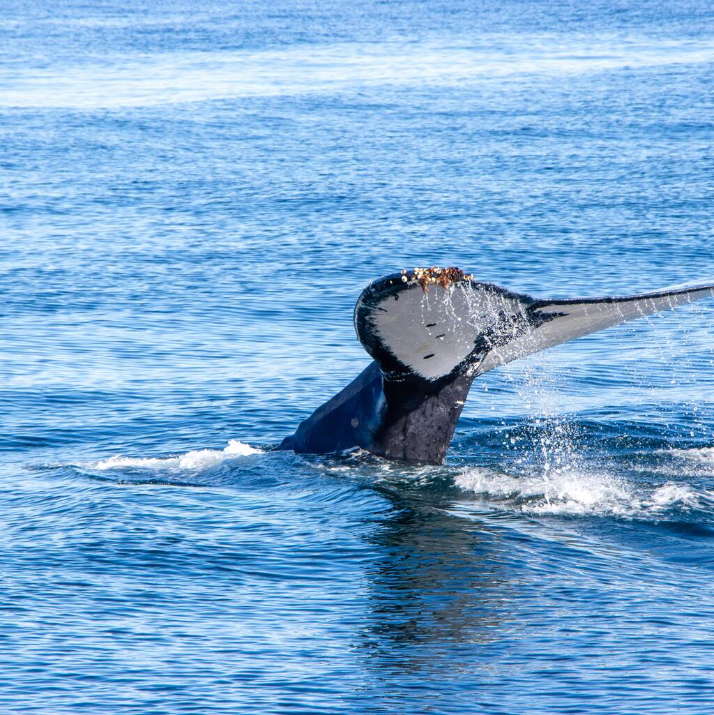 A humpback whale's tail splashing in the blue waters of Gansbaai in South Africa.