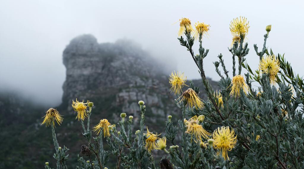 A view of Table Mountain from Kirstenbosch Botanical Garden.