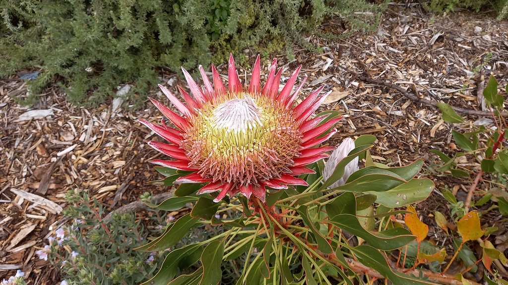 A bright pink and yellow king protea flower in Kirstenbosch Botanical Garden.
