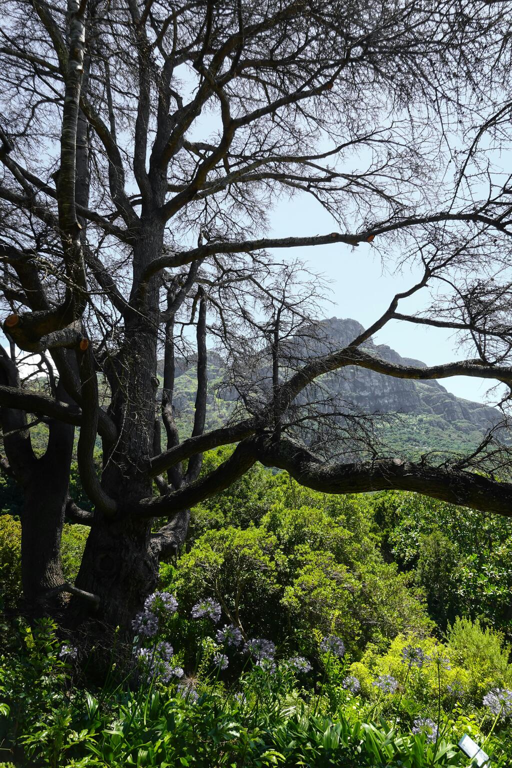 A large bare tree framed by lush greenery with a mountain in the background.