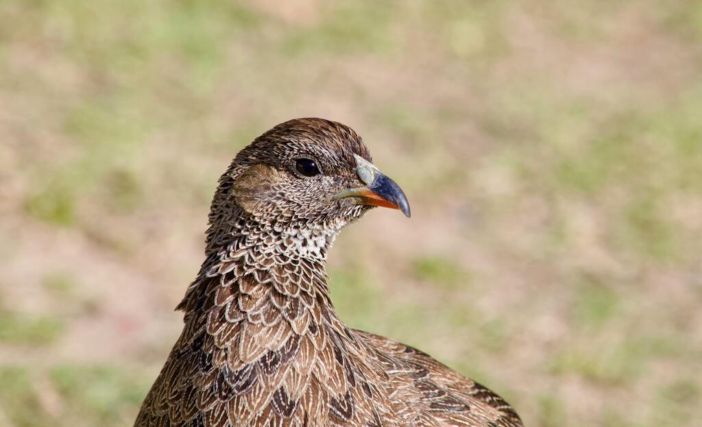 A Cape Spurfowl.