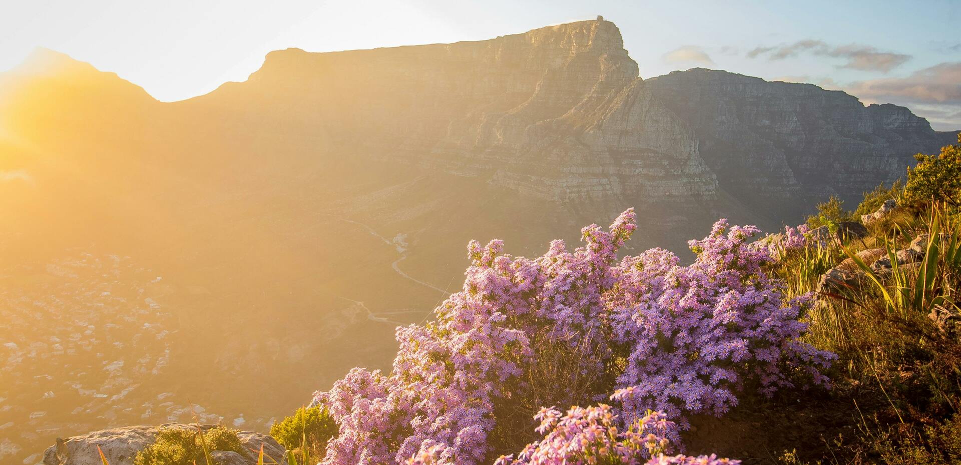A view of the sunset Table Mountain Cape Town with pink flowers in the forefront.