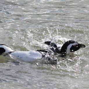 Table Mountain covered in clouds with the city beneath it and red and white flowers in the forefront.
