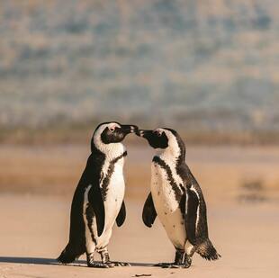 Two African penguins on the shore in Cape Town.