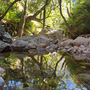 Table Mountain covered in clouds with the city beneath it and red and white flowers in the forefront.