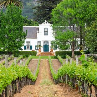 Cape Dutch Manor house surrounded by vineyards in Cape Town.