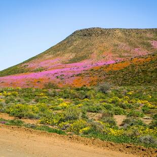 Table Mountain covered in clouds with the city beneath it and red and white flowers in the forefront.