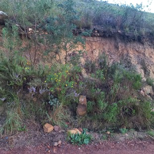 Table Mountain covered in clouds with the city beneath it and red and white flowers in the forefront.