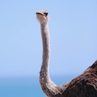 Table Mountain covered in clouds with the city beneath it and red and white flowers in the forefront.