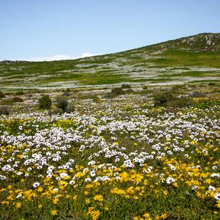 Wildflower meadow in the West Coast National Park in South Africa.