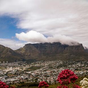 Table Mountain covered in clouds with the city beneath it and red and white flowers in the forefront.