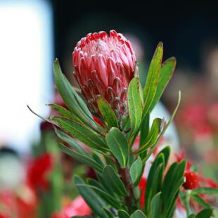 Pink protea in full bloom with green foliage.