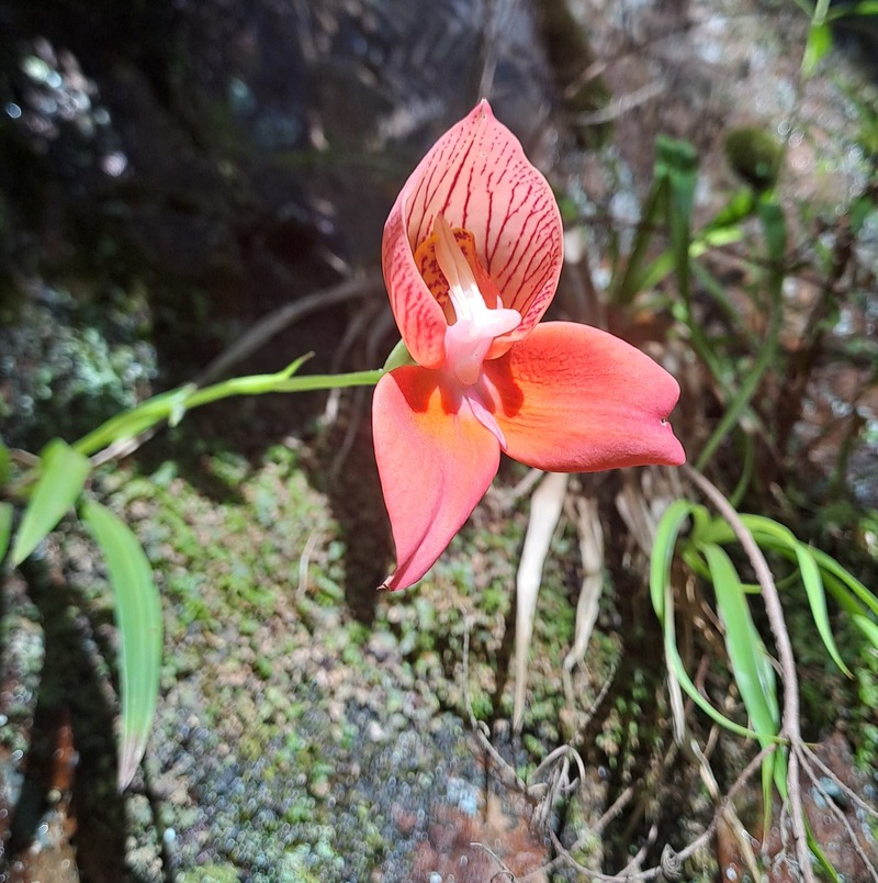 Disa