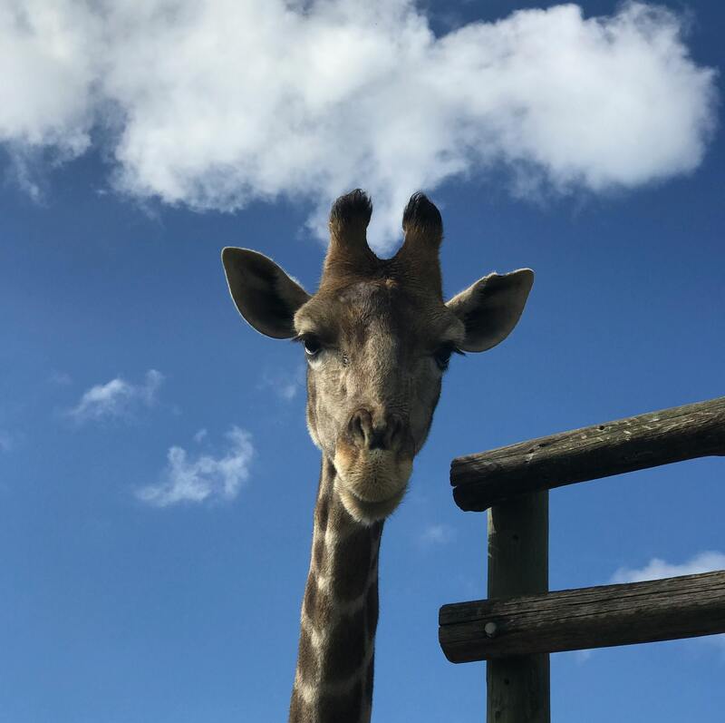 Giraffe Sanctuary