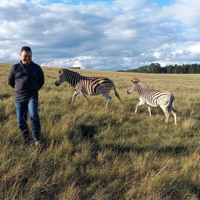 Garden Route zebra