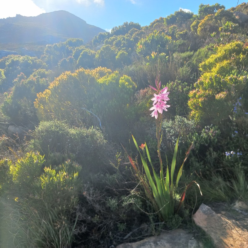 Chapman's Peak Hike