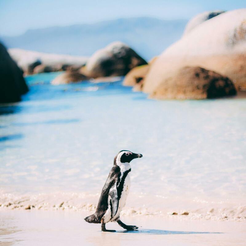 Boulder's Beach penguin