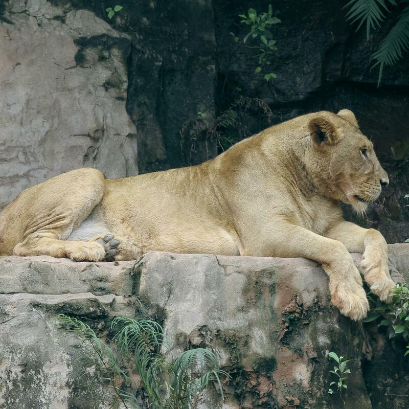 Lion Sanctuary
