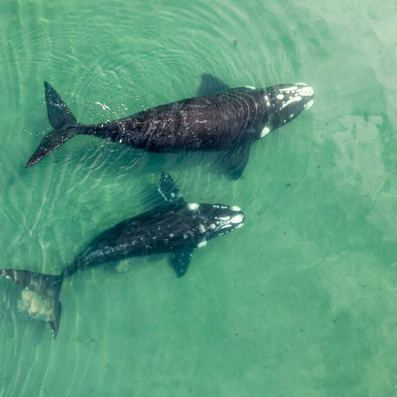 Hermanus whales