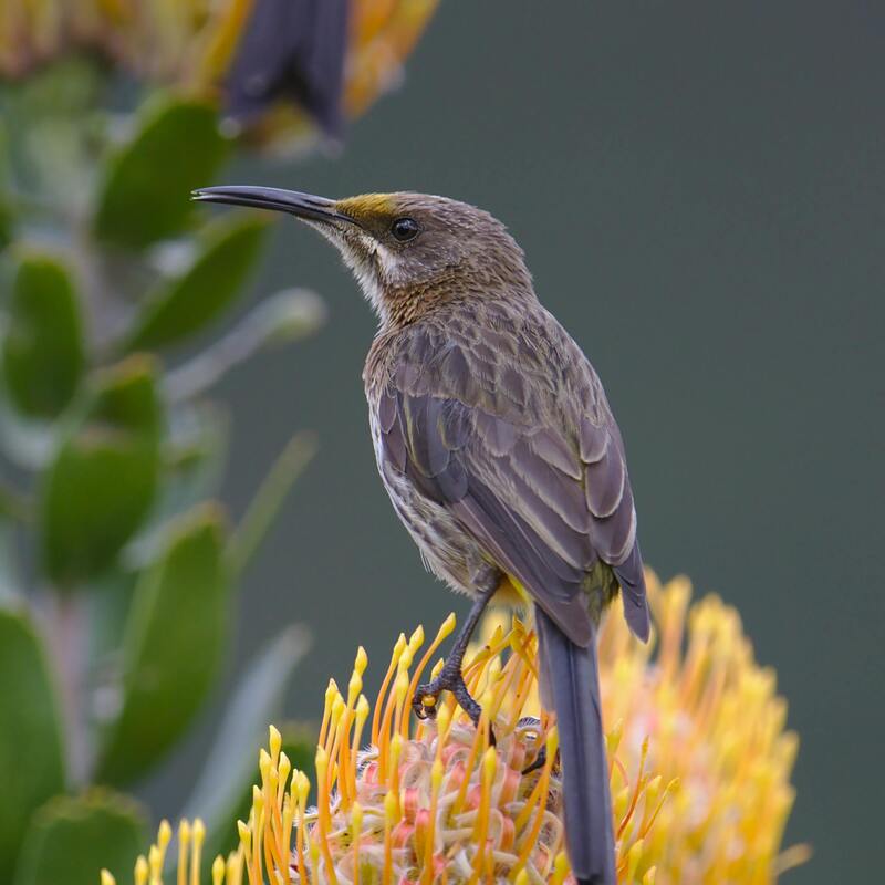 Cape Sugarbird