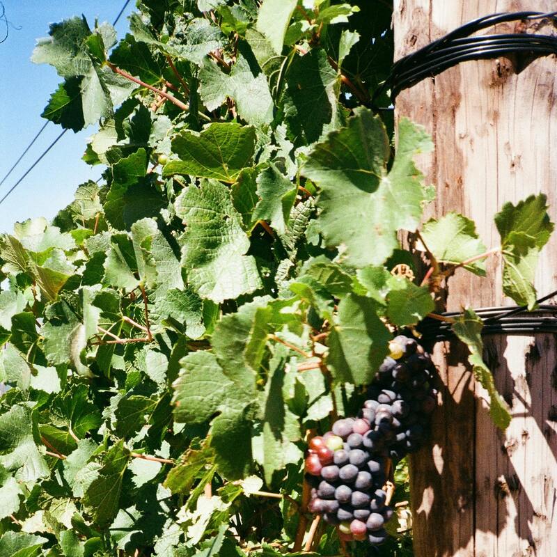 Grapes