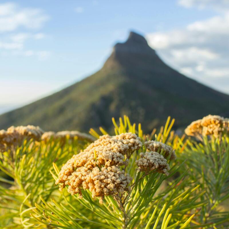 Lion's Head